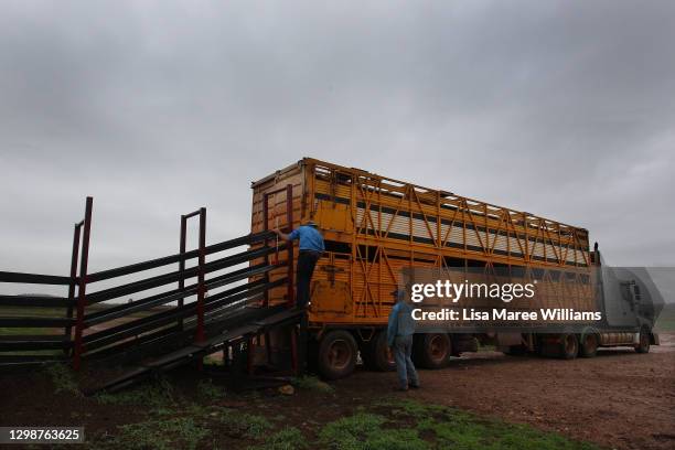 Dan Penfold oversees the loading of cattle for transport at 'Old Bombine' on January 18, 2021 in Meandarra, Australia. COVID-19 and the recent...