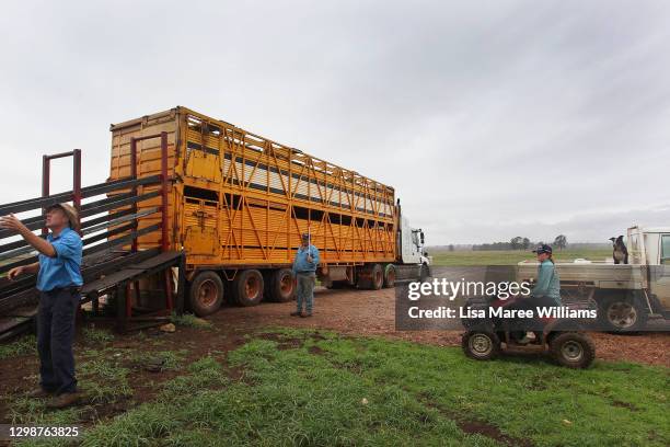 Jemima Penfold looks on from her farm bike as Dan Penfold oversees the loading of cattle for transport at 'Old Bombine' on January 18, 2021 in...