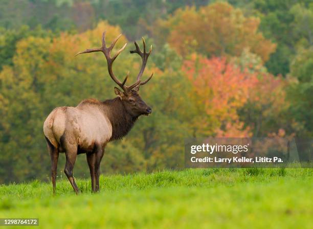 Elk In Fall Elk Rut Photos and Premium High Res Pictures - Getty Images