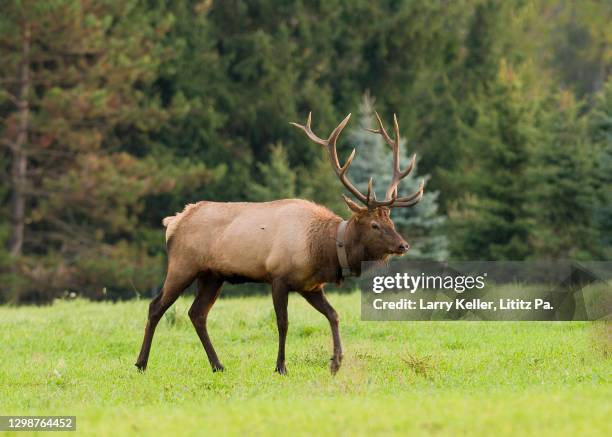 Elk In Fall Elk Rut Photos and Premium High Res Pictures - Getty Images