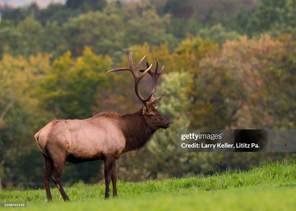 Elk In Fall Bull Elk In The Fall Rut High-Res Stock Photo - Getty Images