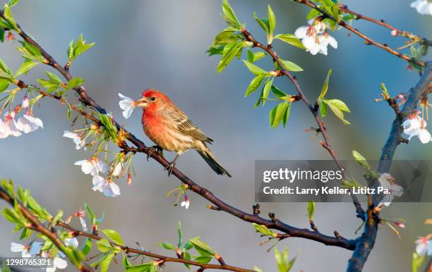 house finch eating cherry blossoms - house finch stock pictures, royalty-free photos & images