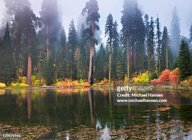 misty autumn- balch park - giant sequoia stock-fotos und bilder