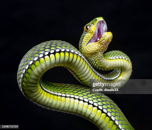 trappola per pit maculata viola che colpisce - bocca aperta foto e immagini stock