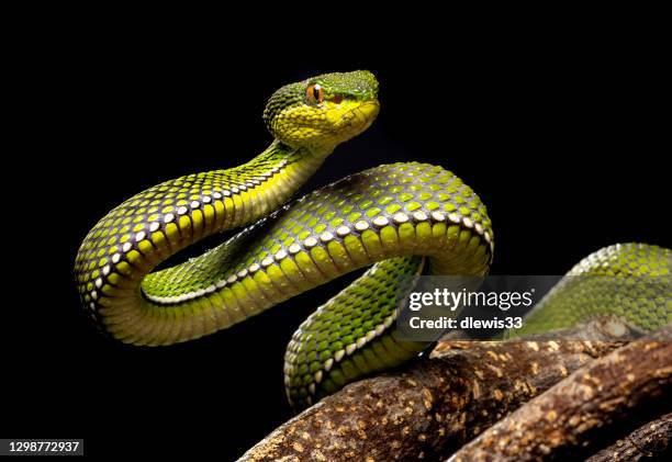 paars-gevlekte pit viper - viper stockfoto's en -beelden