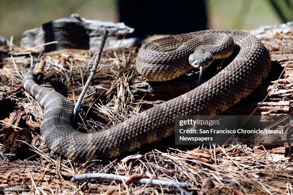 Northern Rattleback A Northern Pacific Rattlesnake adjusts to its new surroundings after ...