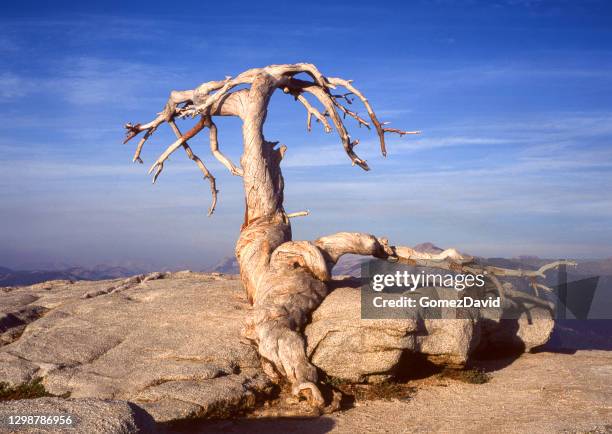 Sentinel Dome Tree 422 Sentinel Dome Stock Photos, High-Res Pictures, and Images - Getty ...