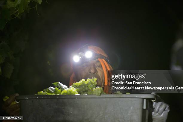Juan Carlos Beliz dumps his bin into the tranpsort crate illuminated by his headlamp and LED lights on a tractor during the overnight 2016 wine grape...
