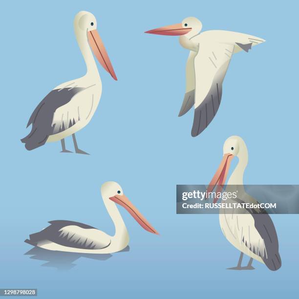 ilustraciones, imágenes clip art, dibujos animados e iconos de stock de grupo de aves acuáticas pelícanos flotantes, de pie y voladoras - pelicans