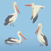Group of floating, standing and flying Pelican water birds