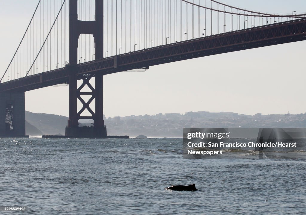 A harbor porpoise surfaces near the Golden Gate Bridge in Sausalito, Calif., on Wednesday, Nov. 3, 2010. Marine biologists are taking a close look at the cetaceans, which haven't been seen inside the bay in many years.