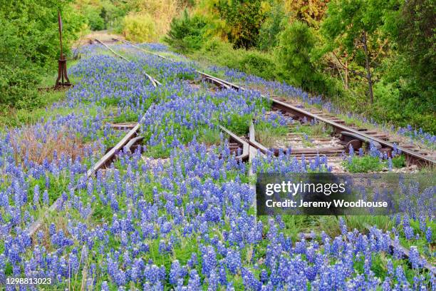 abandoned railway tracks with bluebonnets - texas bluebonnet stock pictures, royalty-free photos & images