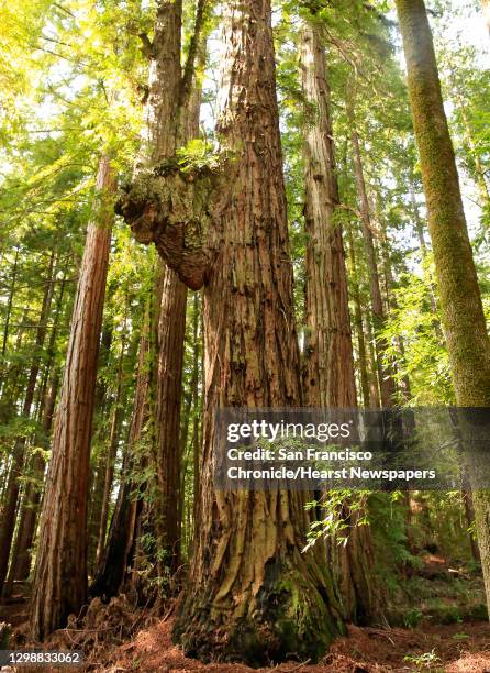 Bison Tree 86 Cazadero Stock Photos, High-Res Pictures, and Images - Getty Images