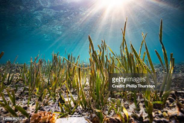 sea grass with sun rays shining on ocean floor - sea grass stock pictures, royalty-free photos & images