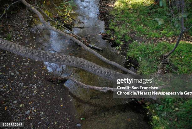 Redwood Creek, where the endangered species of coho salmon are struggling to survive, pictured Nov. 25, 2014 in Mill Valley, Calif. Laura Chariton,...