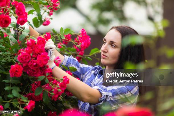 gardening - woman cutting the rose bush in the garden - female bush photos stockfoto's en -beelden
