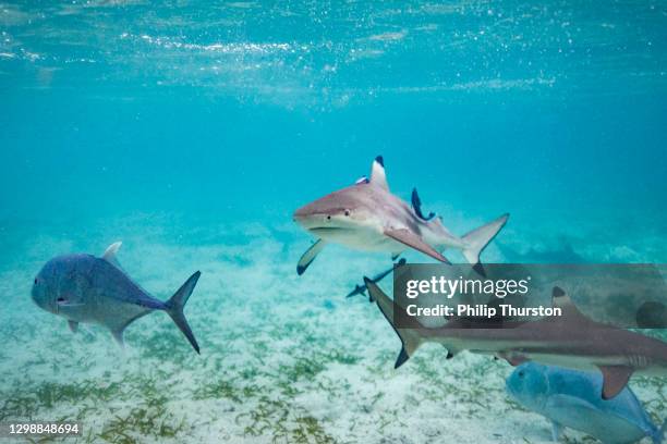 punta nera squalo barriera corallina che nuota sul corallo in acque cristalline dell'oceano blu - blacktip reef shark foto e immagini stock