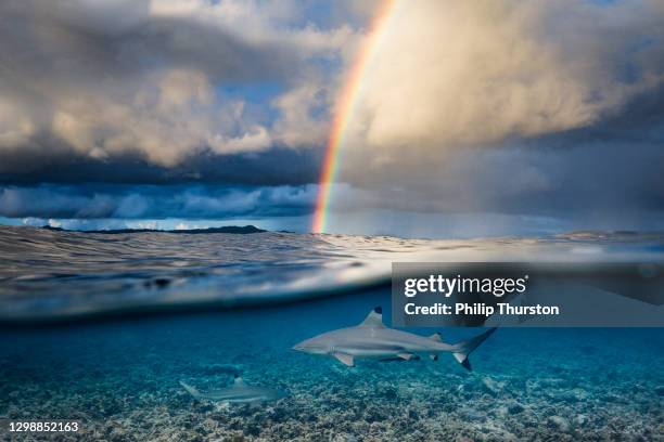 arco iris y tormenta reflejando en la superficie del océano con tiburón nadando por debajo del arrecife de coral - protección-de-fauna-salvaje fotografías e imágenes de stock