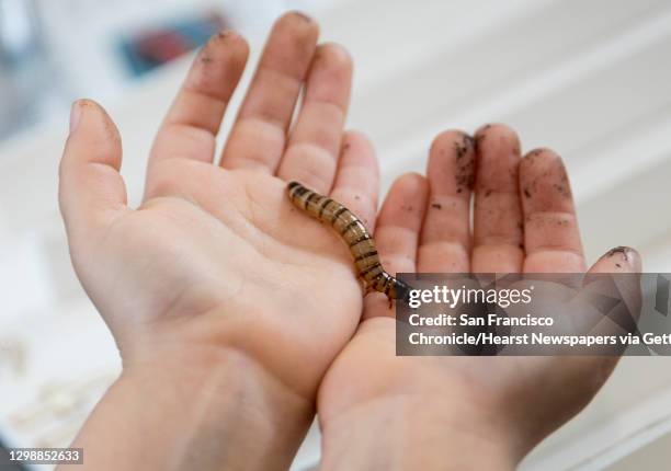 Max Kahn holds a maggot in his hands during the annual Bug Day held at Randall Museum in San Francisco, Calif., Saturday, April 27, 2019.