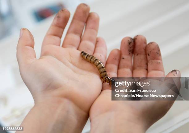 Max Kahn holds a maggot in his hands during the annual Bug Day held at Randall Museum in San Francisco, Calif., Saturday, April 27, 2019.