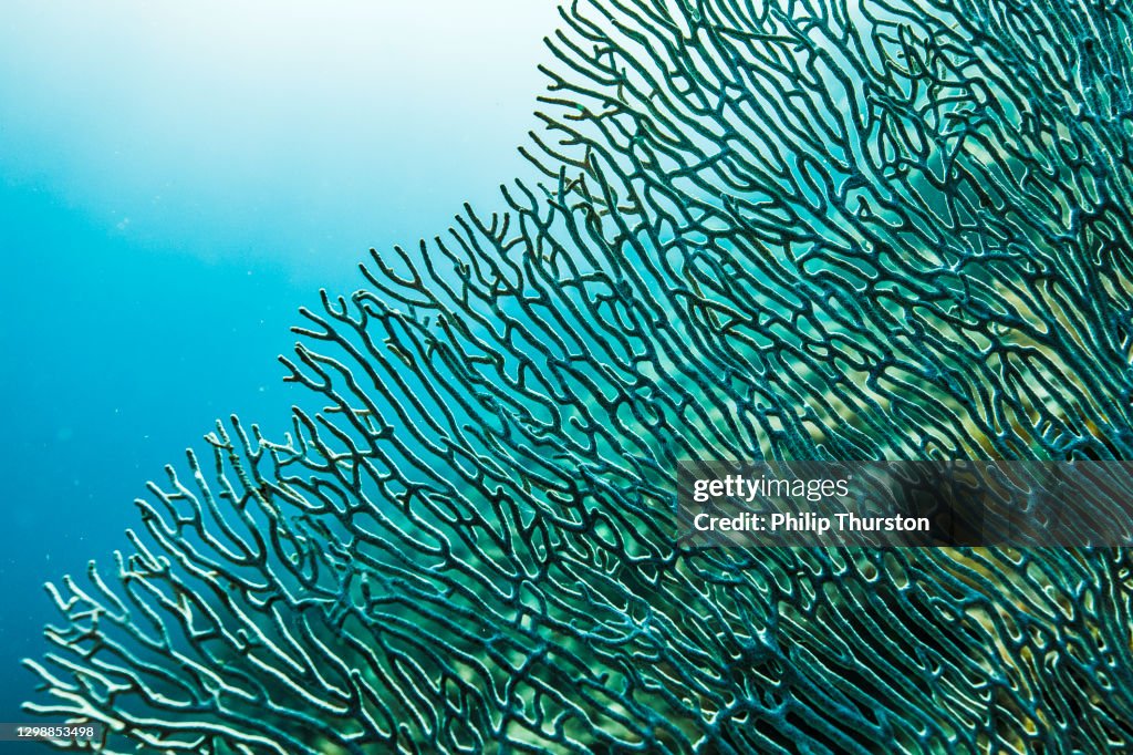 Hartkorallenriffsystem im Pazifischen Ozean