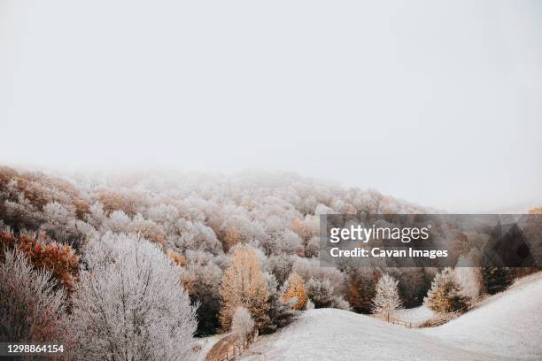 fall leaves covered in snow in the mountains - november landscape stock pictures, royalty-free photos & images