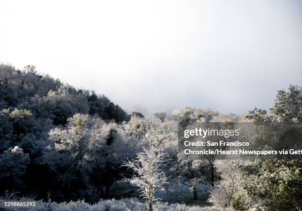 Snow glistens off of trees near the summit of Mount Diablo in Walnut Creek, Calif. Tuesday, Feb. 5, 2019.
