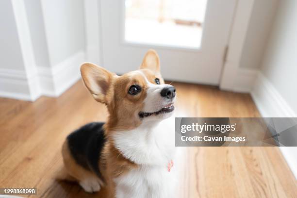 corgi dog sitting indoors looking up - pembroke welsh corgi puppy foto e immagini stock