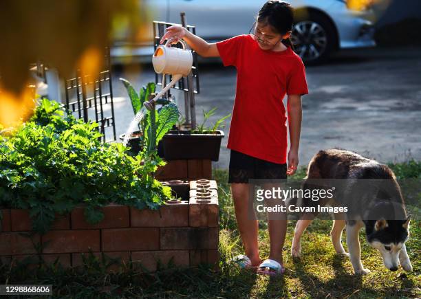 a girl is watering her homegrown vegetables in the yard - watering farm stock pictures, royalty-free photos & images