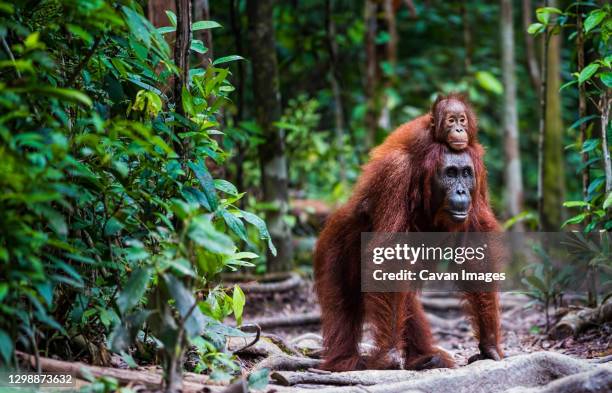 orang utan with baby walking in forrest - baby orangutan stock pictures, royalty-free photos & images