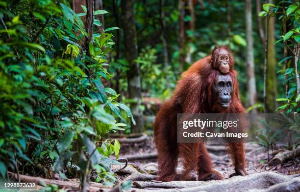 orang utan with baby walking in forrest - orangutang bildbanksfoton och bilder
