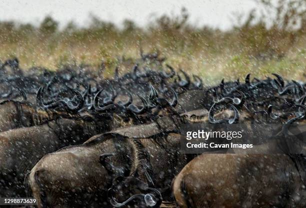 wildebeast in the african rain - アルーシャ地区 ストックフォトと画像