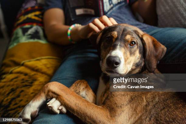 close-up of cute dog laying down on bed with young man holding a book - columbus ohio house stock pictures, royalty-free photos & images
