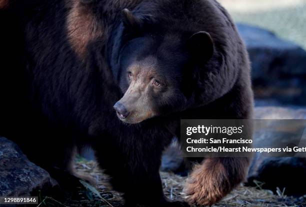 Mother Black Bear, and her three cubs rescued last summer have a newly built, 1.5 acre habitat at the Oakland Zoo, as seen on Friday Jan. 26 in...