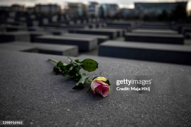 Rose is placed on the Holocaust Memorial on International Holocaust Remembrance Day on January 27, 2021 in Berlin, Germany. Today marks the 76th...