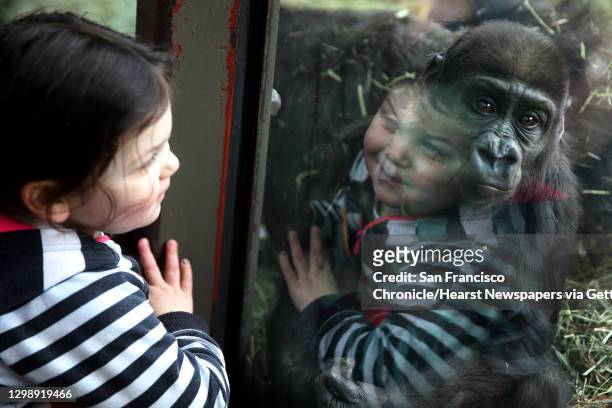 Young girl stares through the glass at baby gorilla Yola, who turned one recently, at the Woodland Park Zoo, Tuesday, Feb. 14, 2017.