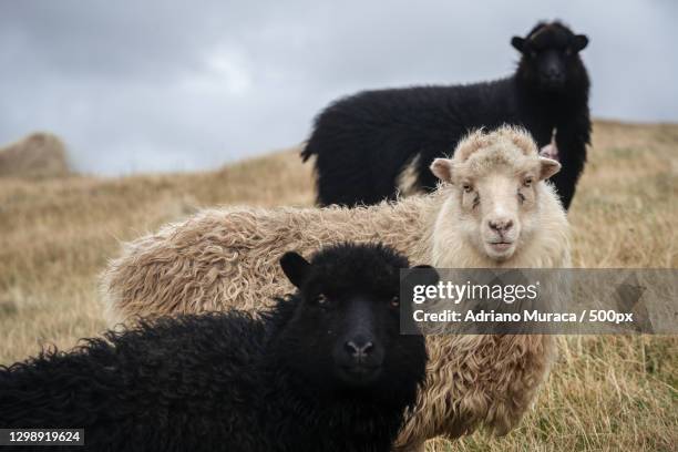 portrait of sheep standing on field,faroe islands,denmark - black goat stock pictures, royalty-free photos & images