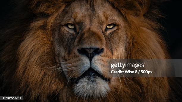 portrait of lion,pakistan - leones fotografías e imágenes de stock