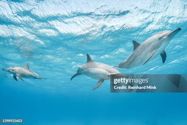 spinner dolphins - aquatic mammal stock pictures, royalty-free photos & images