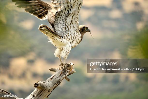 close-up of hawk - falcon - bird of prey flying over tree - escultor stock-fotos und bilder