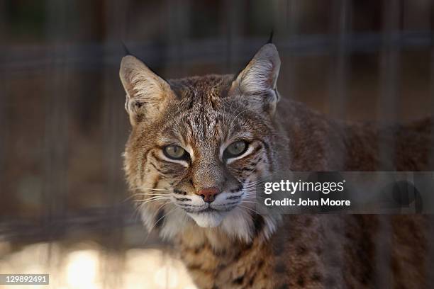 Rescued bobcat waits to be fed at The Wild Animal Sanctuary on October 20, 2011 in Keenesburg, Colorado. The non-profit sanctuary is a 720 acre...