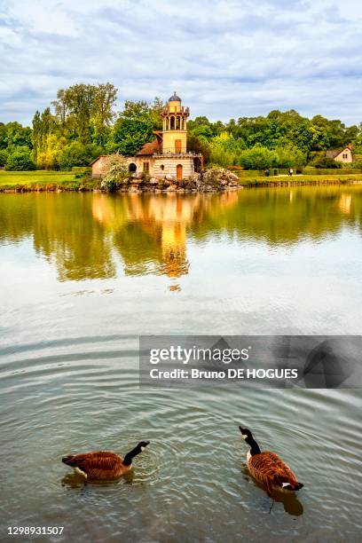 Oies Bernache devant la Tour de Marlborough et la Laiterie de propreté au Hameau de la Reine du Château de Versailles, 7 mai 2019, France.