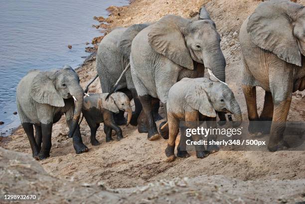 high angle view of elephants at zoo,south luangwa national park,mfuwe,zambia - luangwa national park bildbanksfoton och bilder