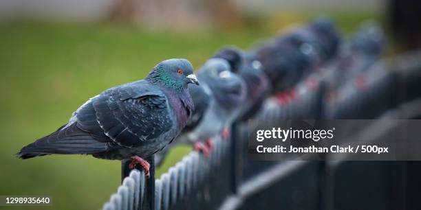 close-up of pigeon perching on railing,victoria park,united kingdom,uk - pidgeon stock pictures, royalty-free photos & images