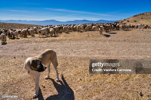 mastin español guards his flock of sheep - andalusia, spain - mastiff stock pictures, royalty-free photos & images