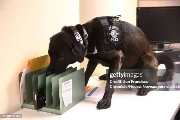 Two-year-old black lab Bear sniffs out a hard drive, while training at the Internet Crimes Against Children office, Dec. 2, 2015 . Bear is an...