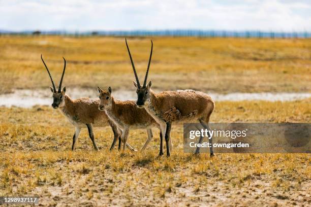 wild tibetan antelope - tschiru stock-fotos und bilder