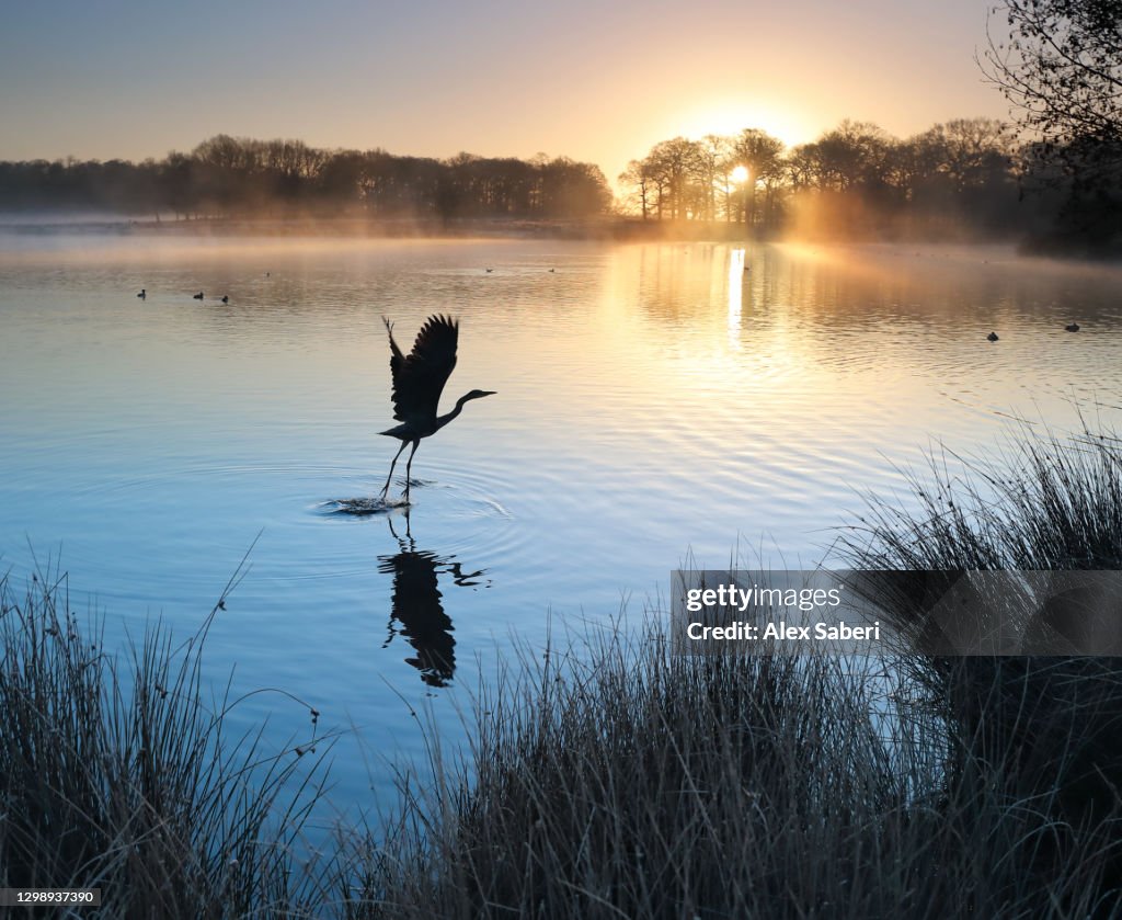 A heron takes flight.