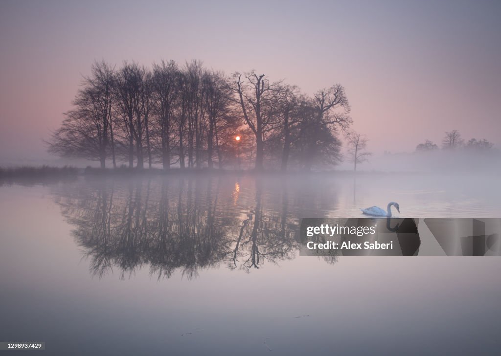 A swan on a misty lake.