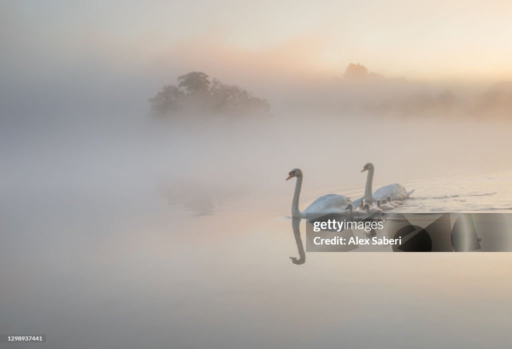 A family of Swans on a misty lake.